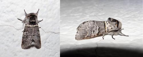 Furcula sp.